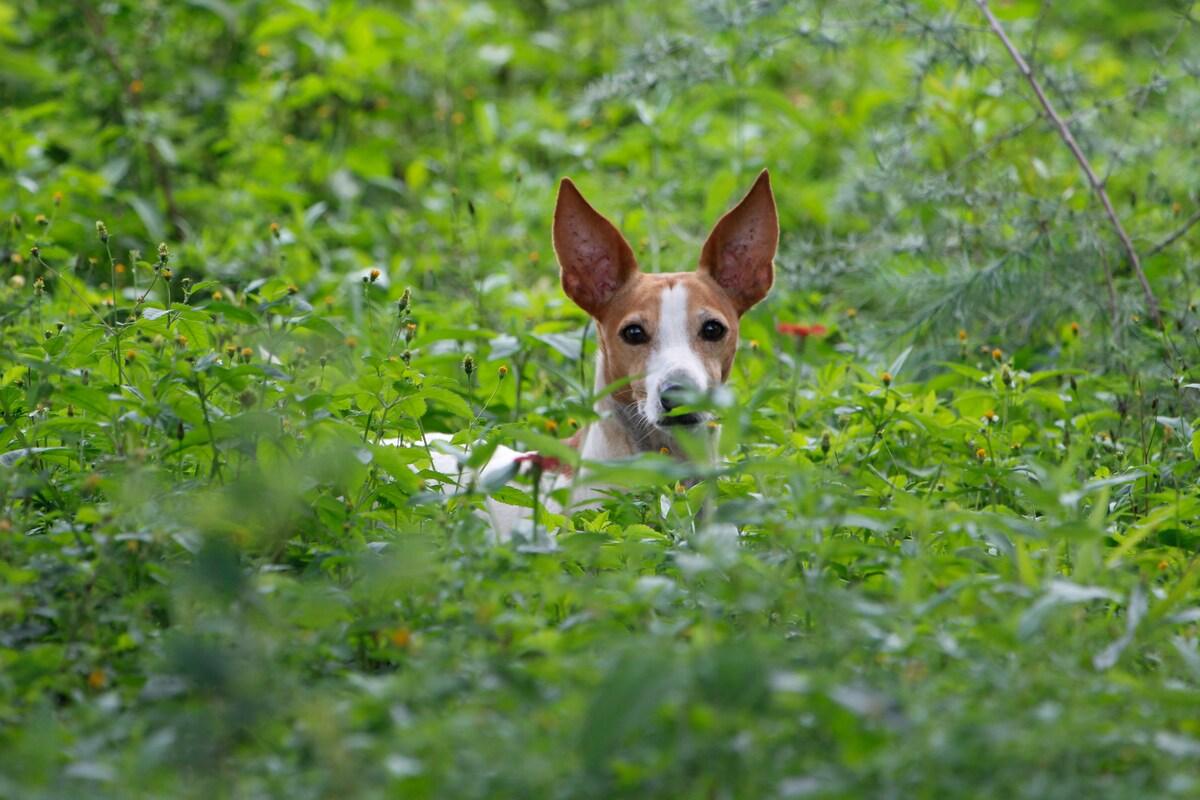 preventing ear infections in dogs - og with upright ears sitting in tall grass