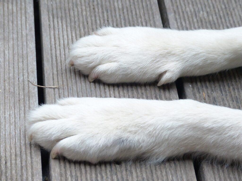 white dog paws on wooden floor – dry and cracked before balm