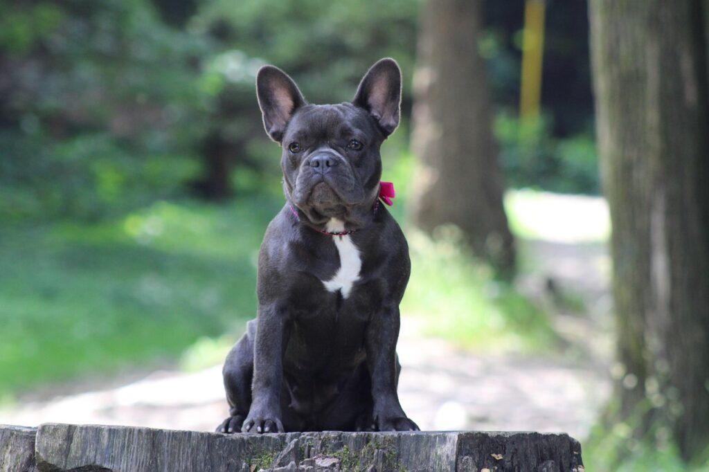 French Bulldog sitting in a park – best dog breeds for apartment living