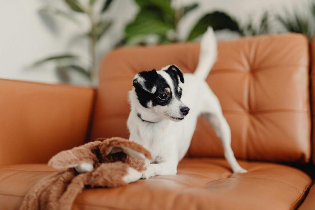 how to stop dog from jumping on furniture