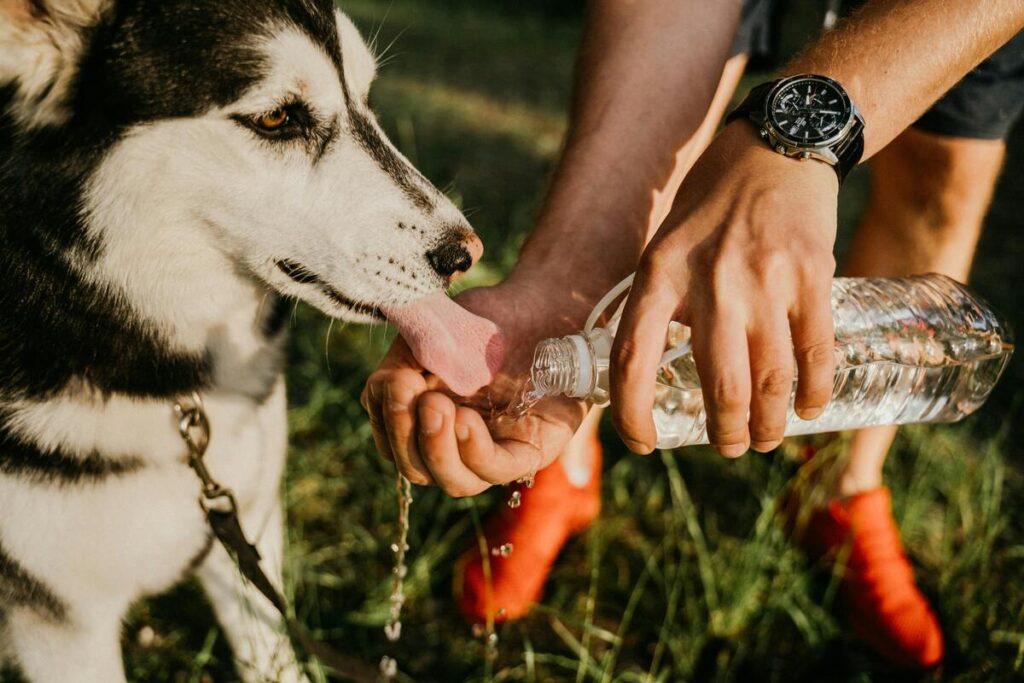 husky dog drinking water outdoors from owner's hand using bottle