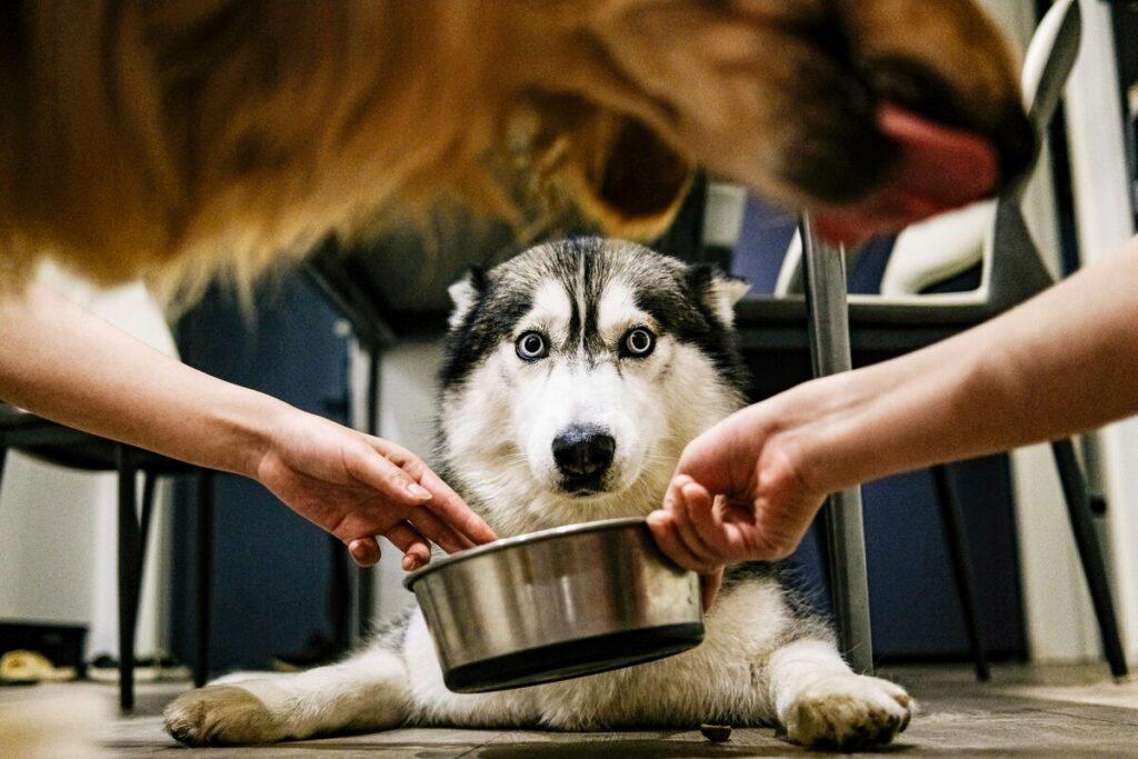 husky enjoying a homemade dog treat