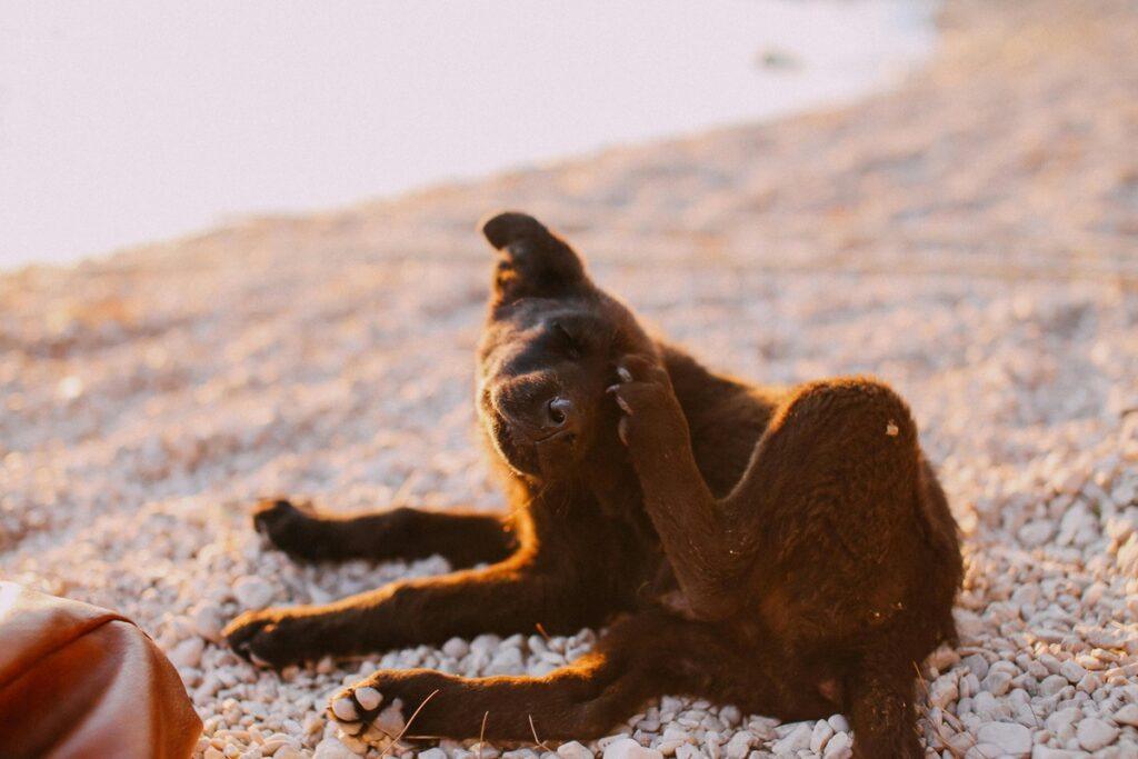 Dog scratching itself on a beach – natural flea repellent for dogs
