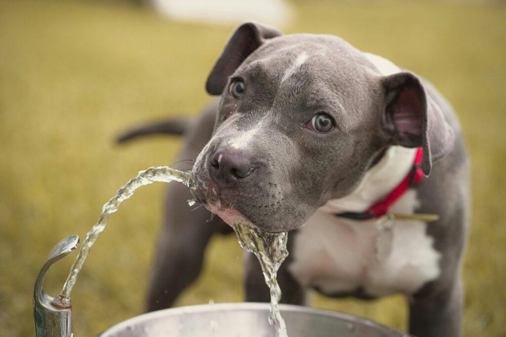 Pitbull drinking water from a fountain – signs of dog dehydration prevention