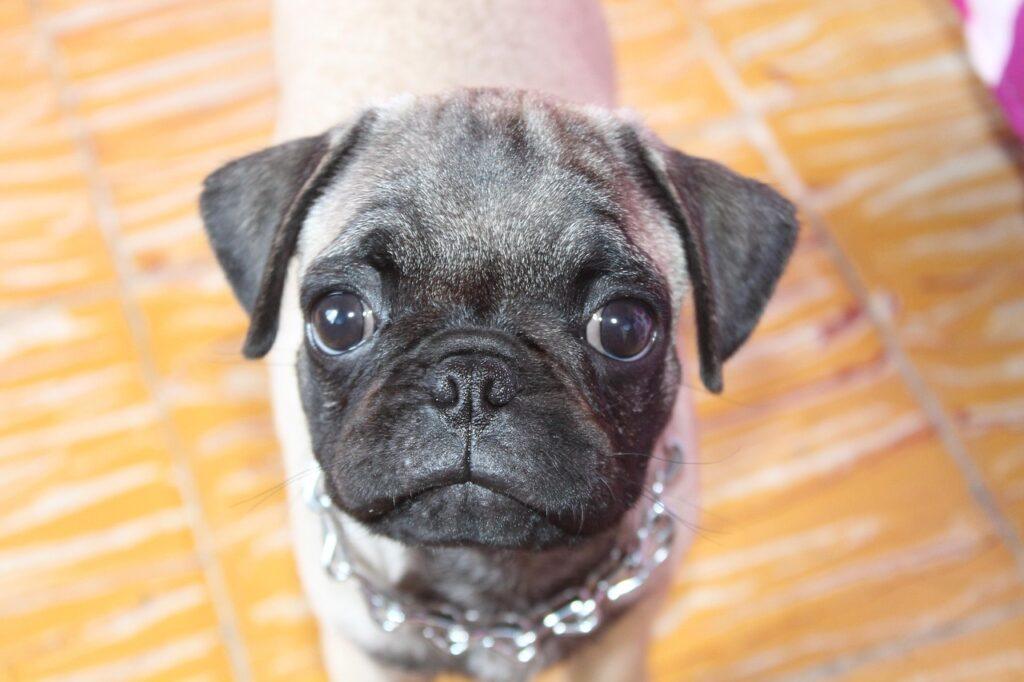 Close-up of a Pug in an apartment setting – perfect dog breed for small spaces