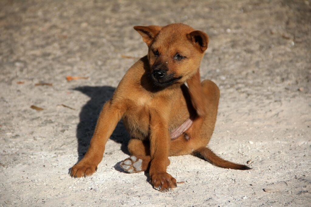 Puppy scratching from fleas – natural flea treatment for dogs