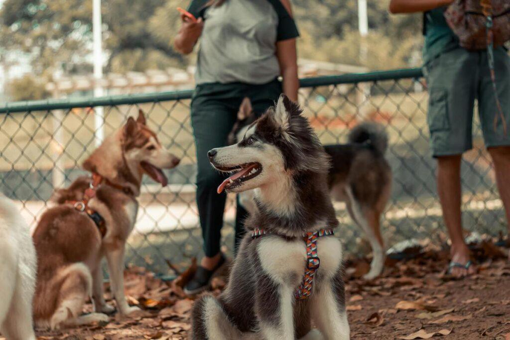 how to socialize a puppy -puppies learning social skills in a dog park with people