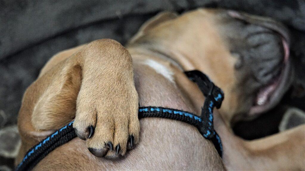 dog's paw close-up relaxed – ideal for homemade paw balm