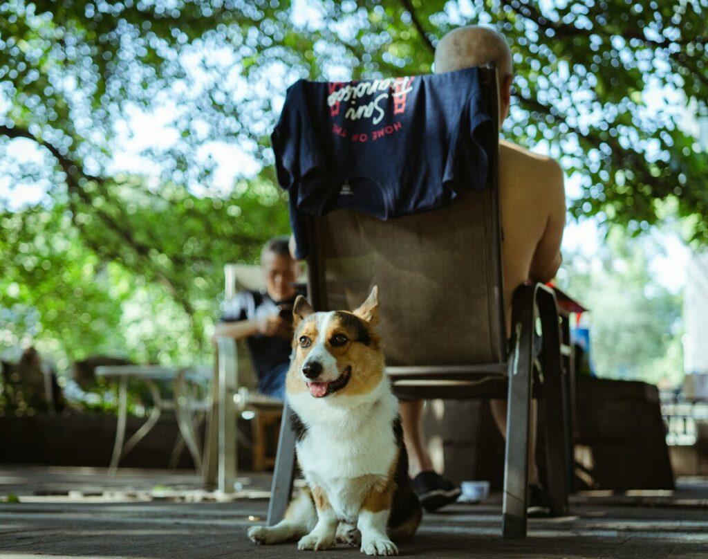 Best dogs for seniors – elderly man relaxing with a Corgi in the backyard garden shade