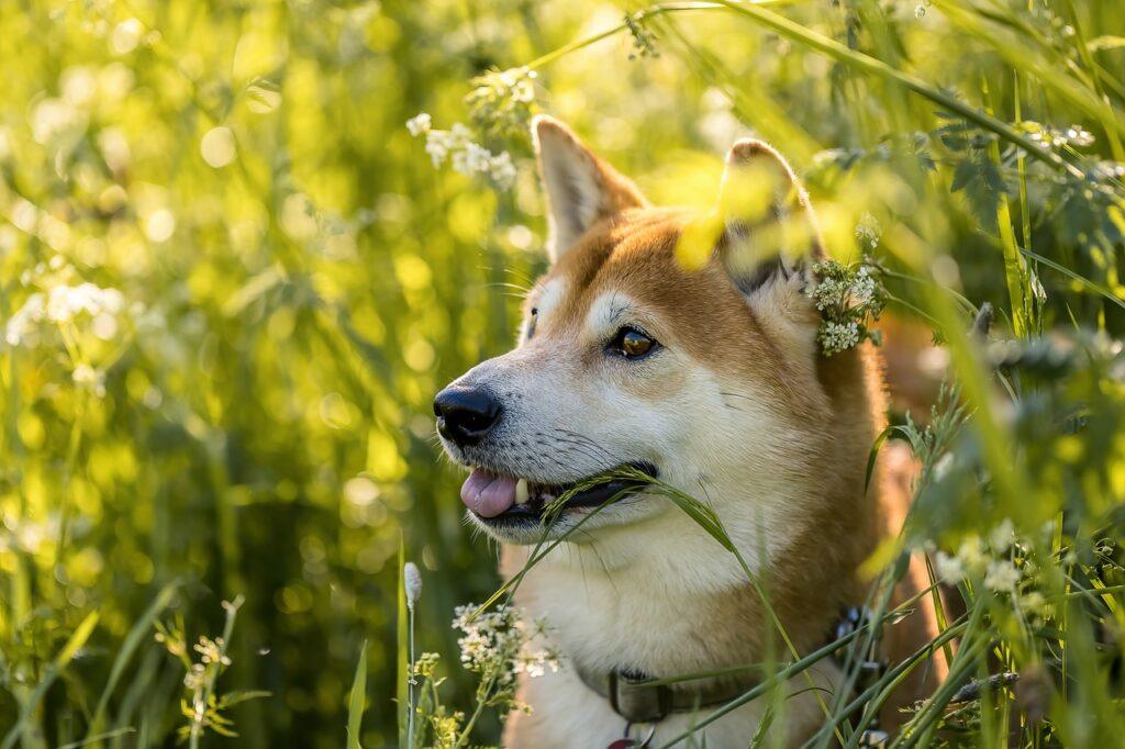 Shiba Inu enjoying outdoors - one of the top Japanese dog breeds