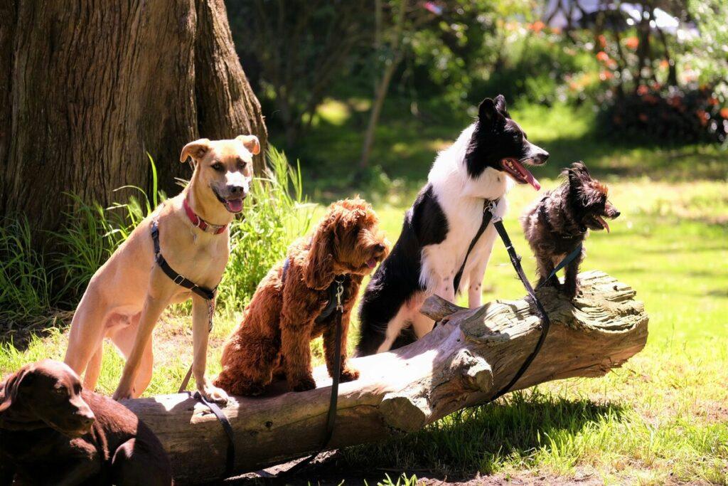 puppies socializing outdoors in a park environment