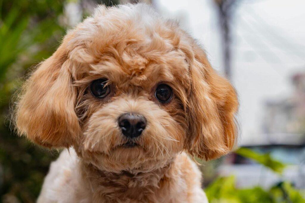 Toy Poodle with curly coat – one of the longest-living dog breeds