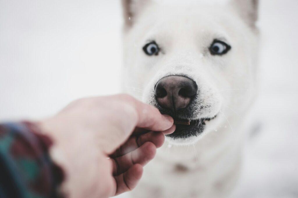 Best supplements for joint health – white dog eating joint chew from owner’s hand in snowy background