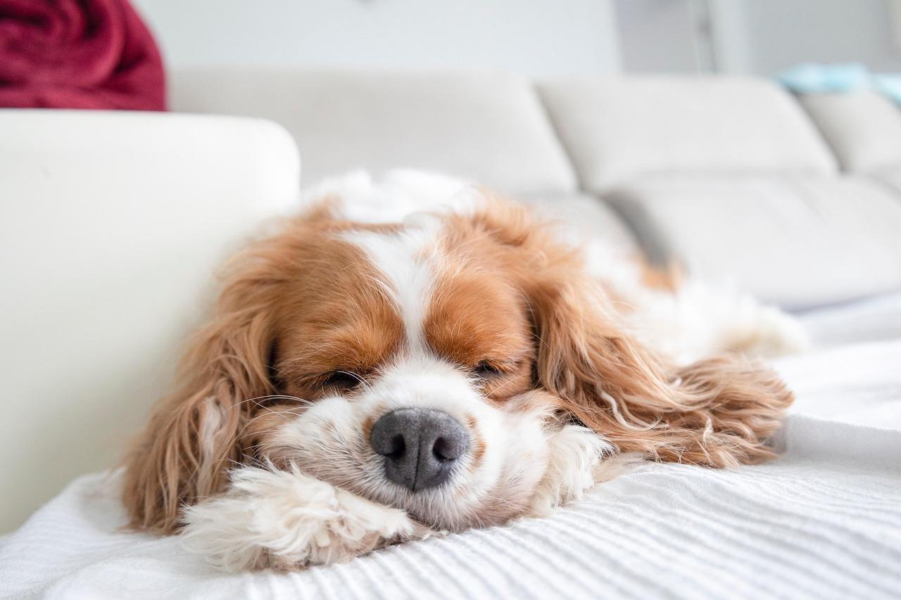 Cavalier King Charles Spaniel resting on couch – best dog breeds for seniors living alone