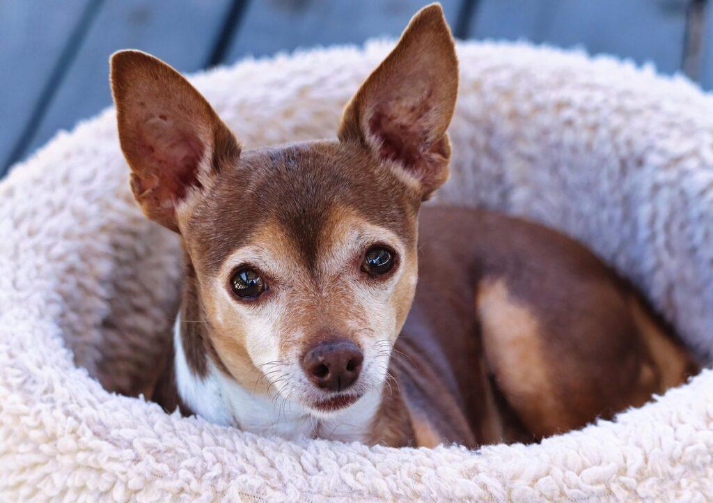 best dog beds for arthritic small dogs - best dog bed for senior chihuahua with arthritis