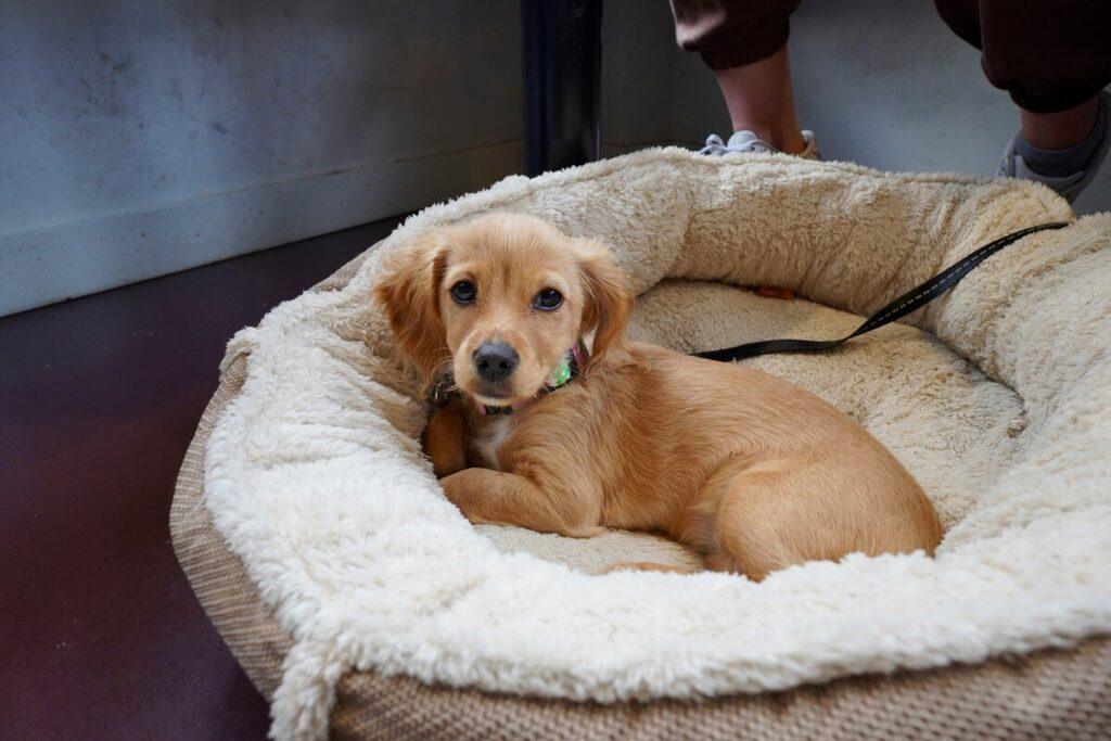 best dog beds for arthritic small dogs