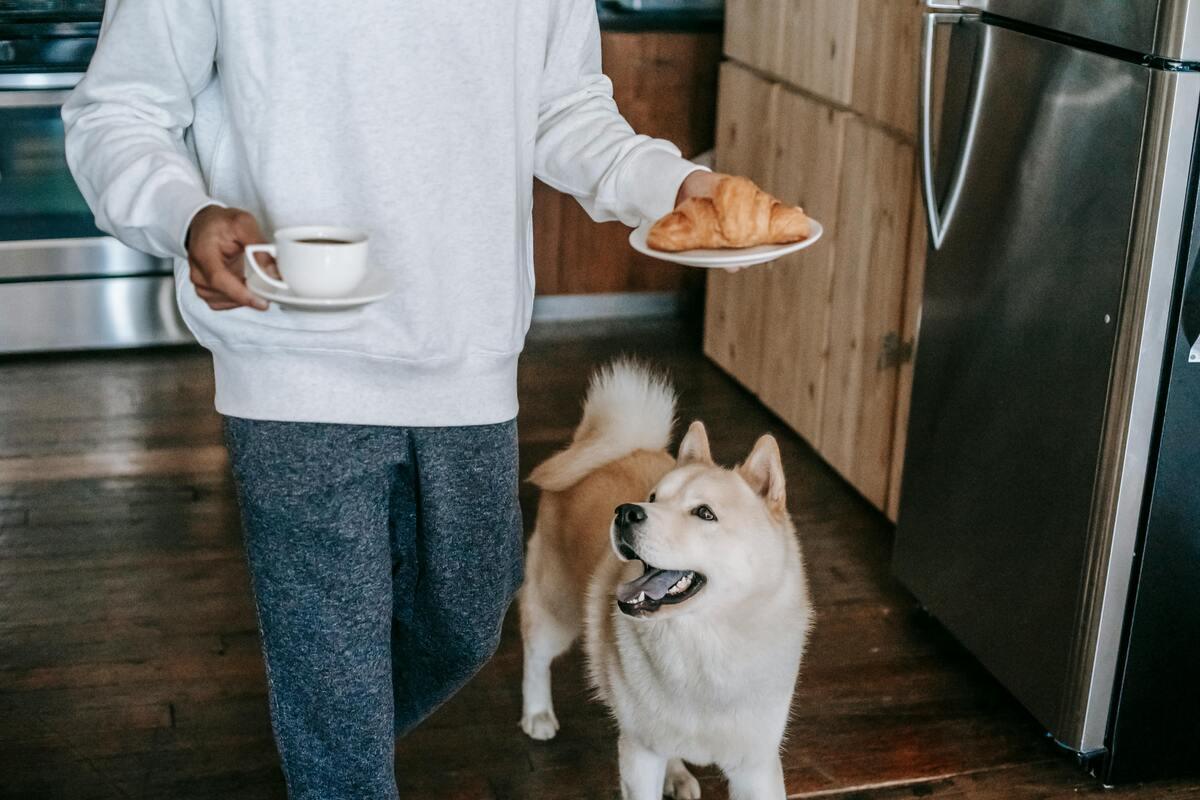 training a dog to stay out of kitchen