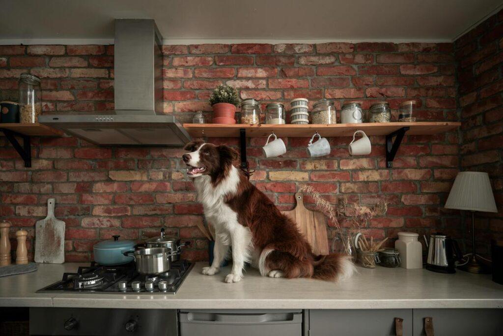 dog in kitchen before training to stay out