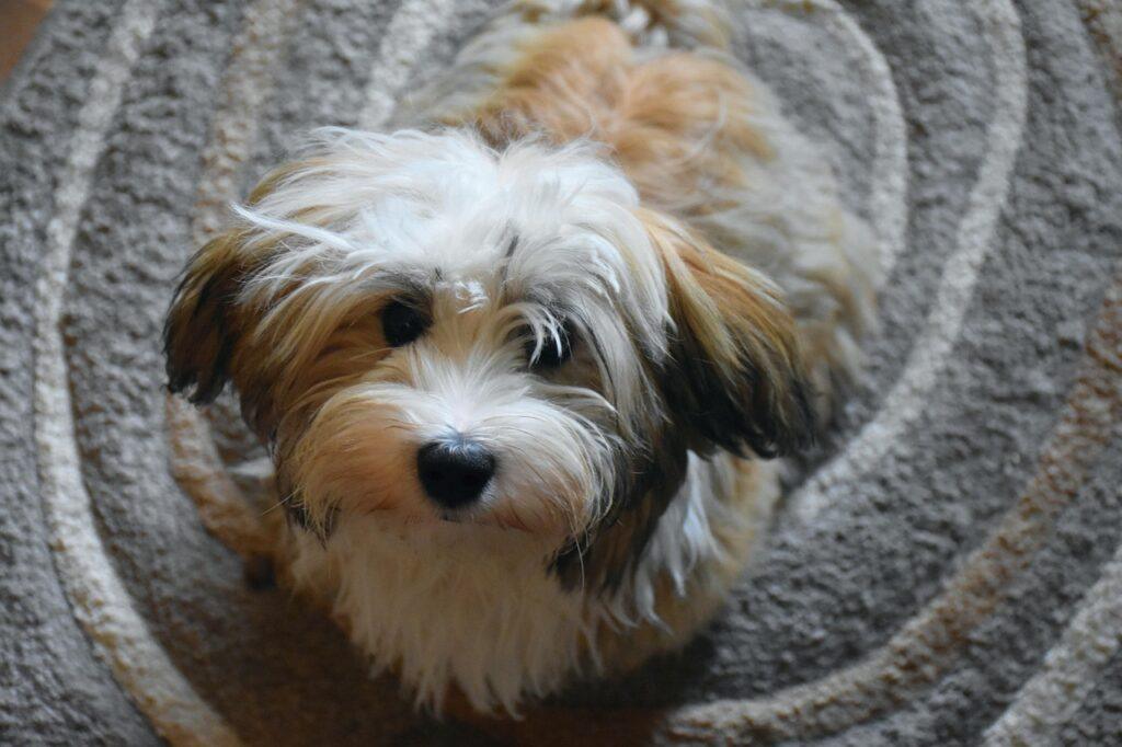 Havanese dog on carpet – low-maintenance dog breed for elderly people