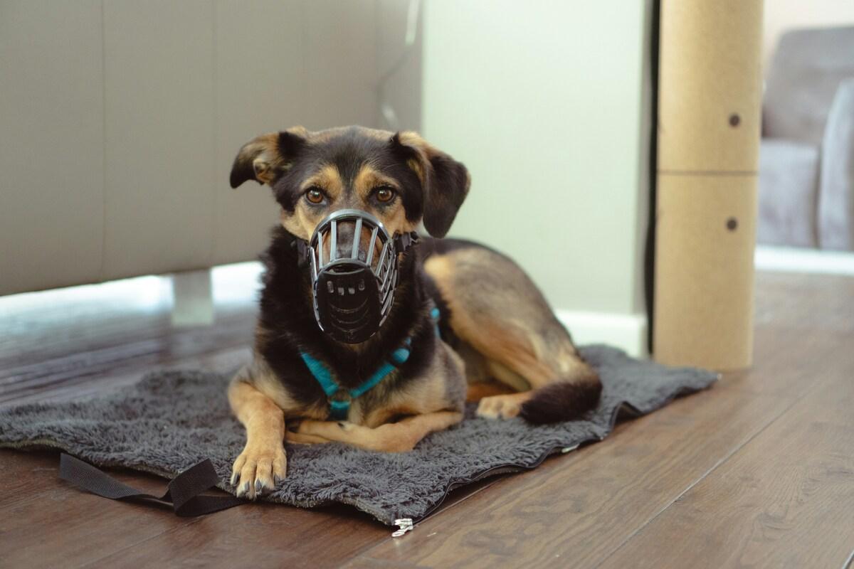 best dog muzzles for small breeds