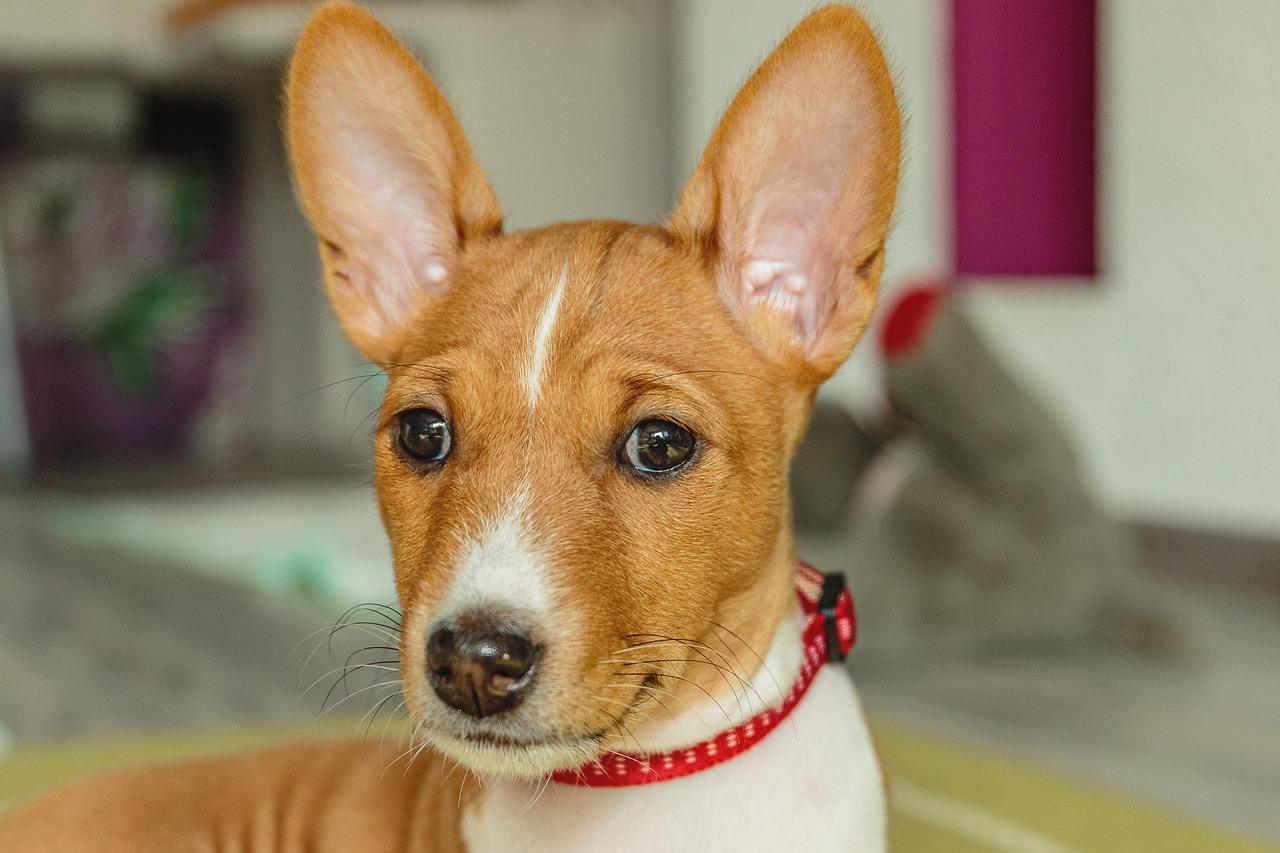 Basenji dog breed that doesn’t bark - perfect quiet dog for apartments
