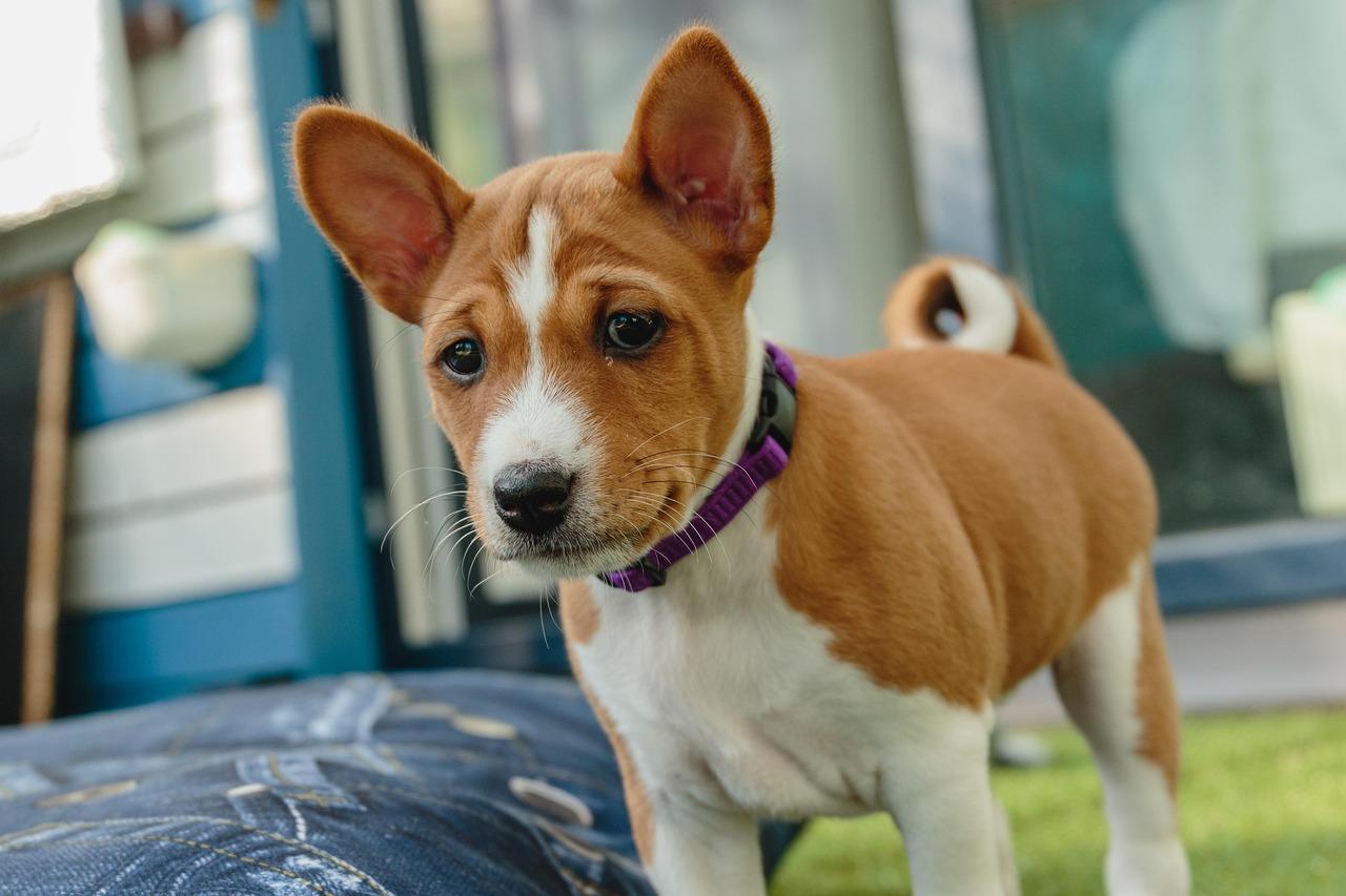 Basenji puppy standing alert - dog breed that doesn’t have a doggy smell