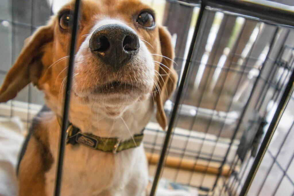 how to crate train a puppy at night - Beagle looking out from crate, showing emotions during crate training at night