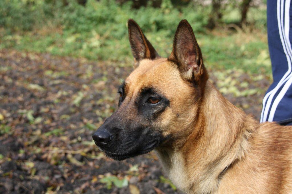 Belgian Malinois close-up portrait with alert expression and erect ears