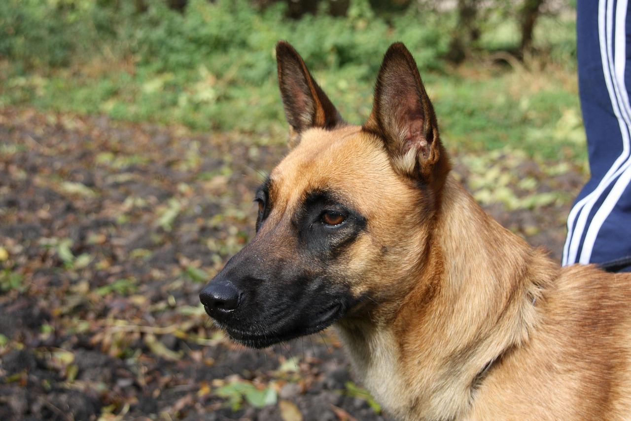 Belgian Malinois close-up portrait with alert expression and erect ears