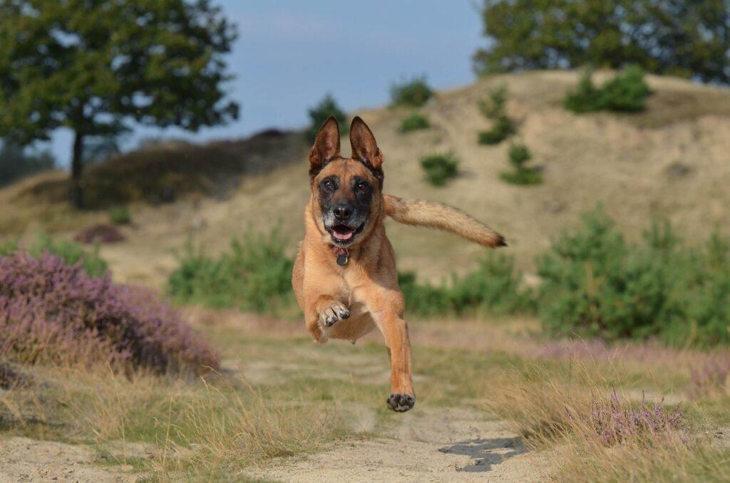 belgian malinois dog breed - running outdoors showing energy and athletic build