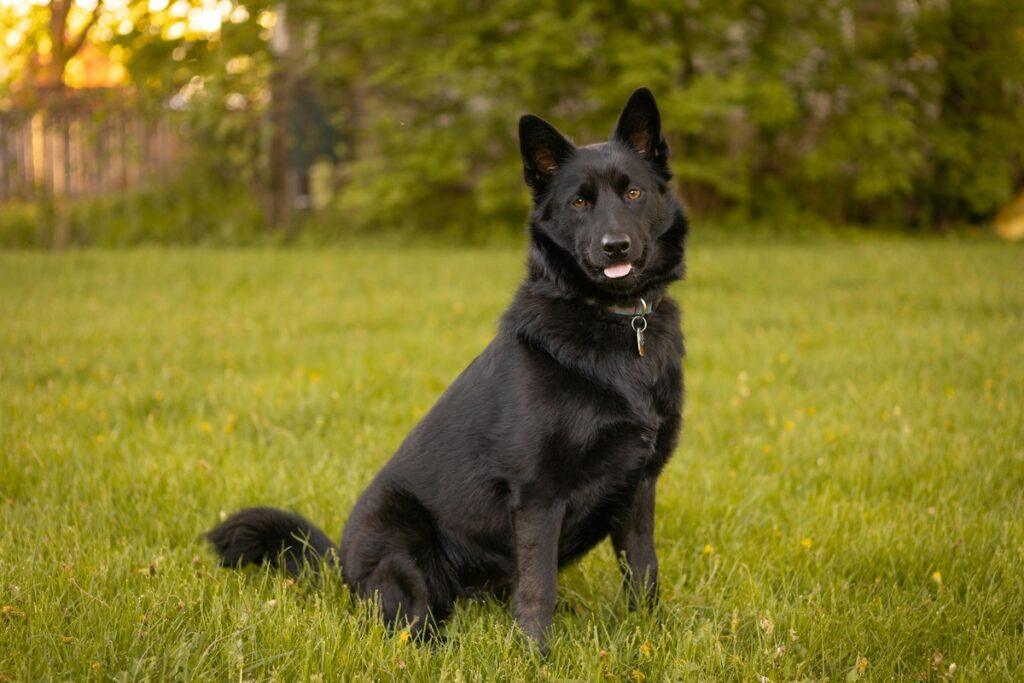 Belgian Shepherd sitting on green grass in the park looking alert