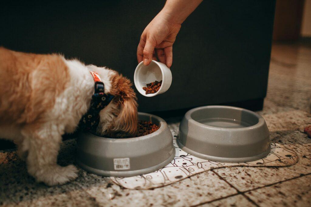 best dog bowls for dogs with long ears – dog being fed from wide bowl