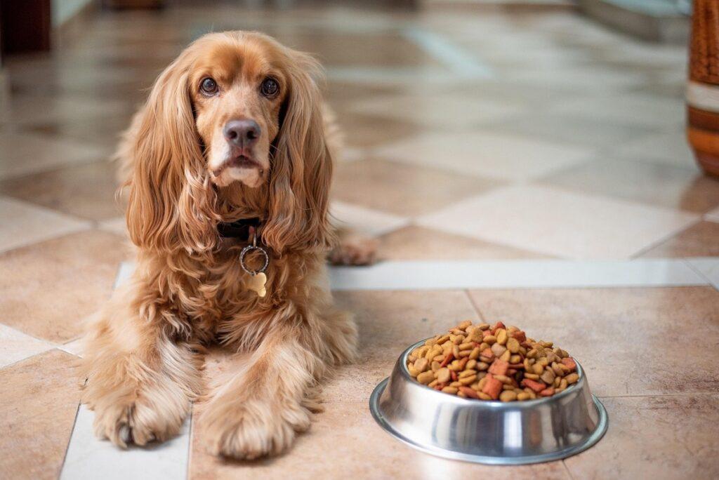 best dog bowls for dogs with long ears – cocker spaniel next to food bowl