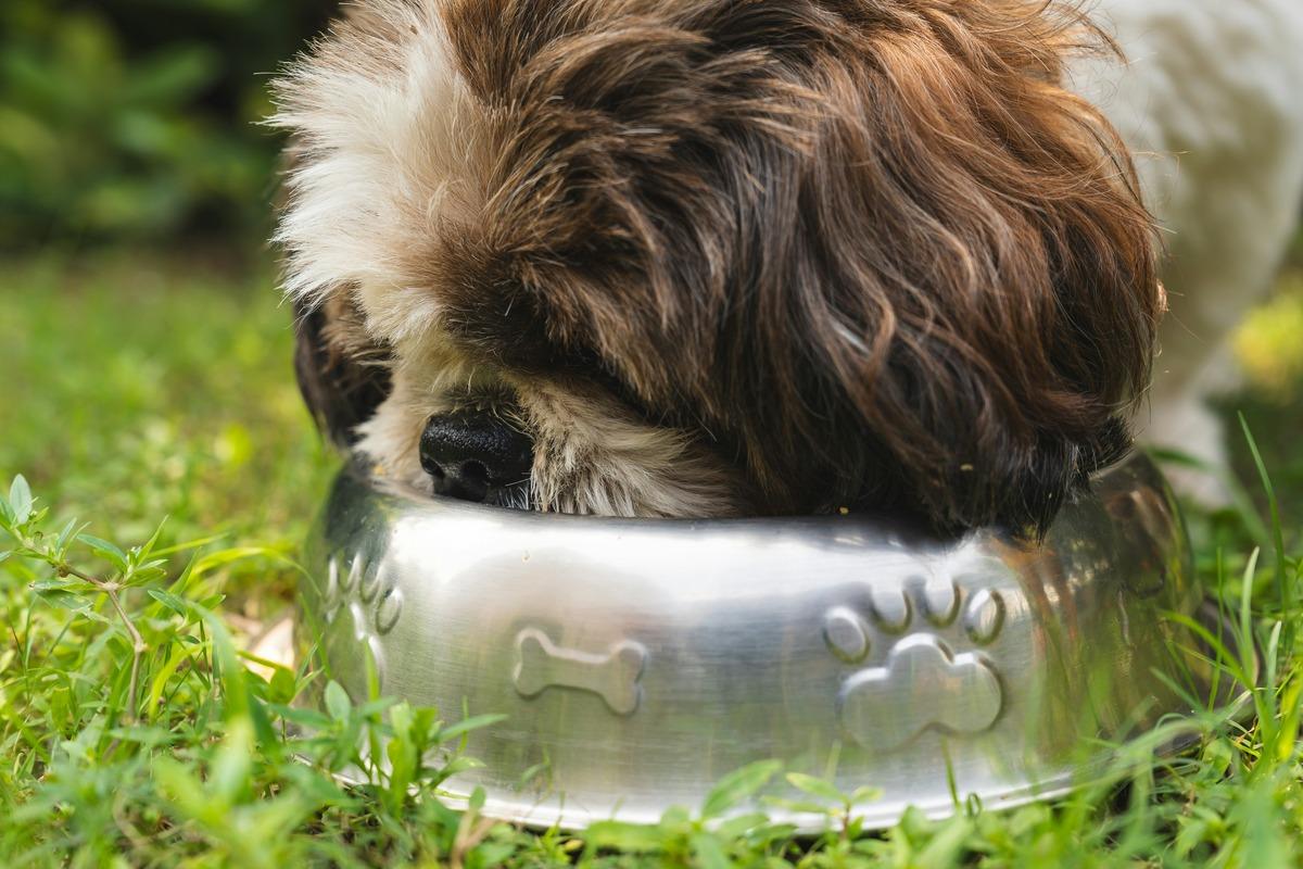 best dog food for dogs with gas