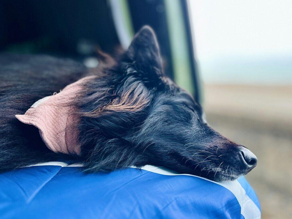 best dog car seat covers for leather seats - Black dog sleeping in a dog hammock for luxury cars