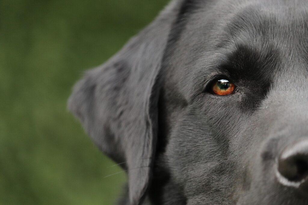 Dog Eye Discharge Causes - Black dog with visible eye, used to illustrate eye discharge causes in dogs