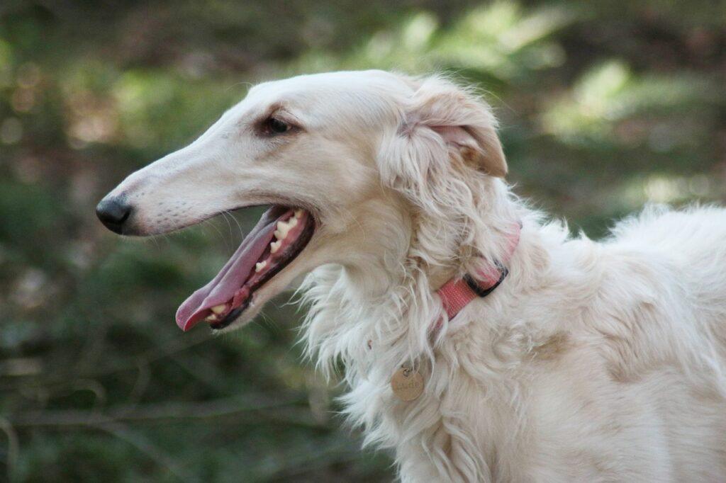 dog breeds that bark the least - Borzoi dog - one of the quietest dog breeds for calm owners