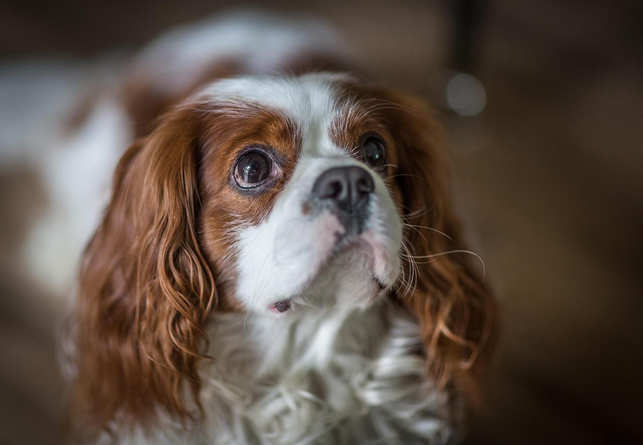 Cavalier King Charles Spaniel - one of the best dog breeds for RV living in small spaces