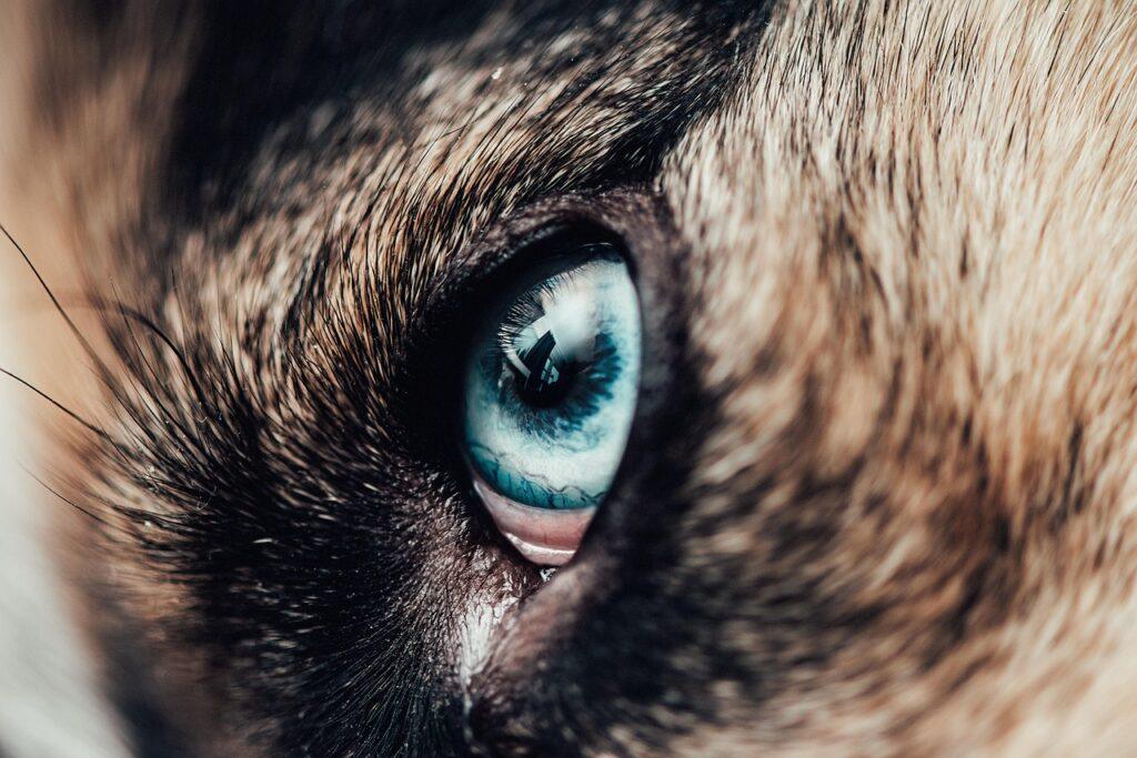 Dog's eye cloudy but not blind - Healthy clear dog eye – contrast to dog’s eye cloudy but not blind