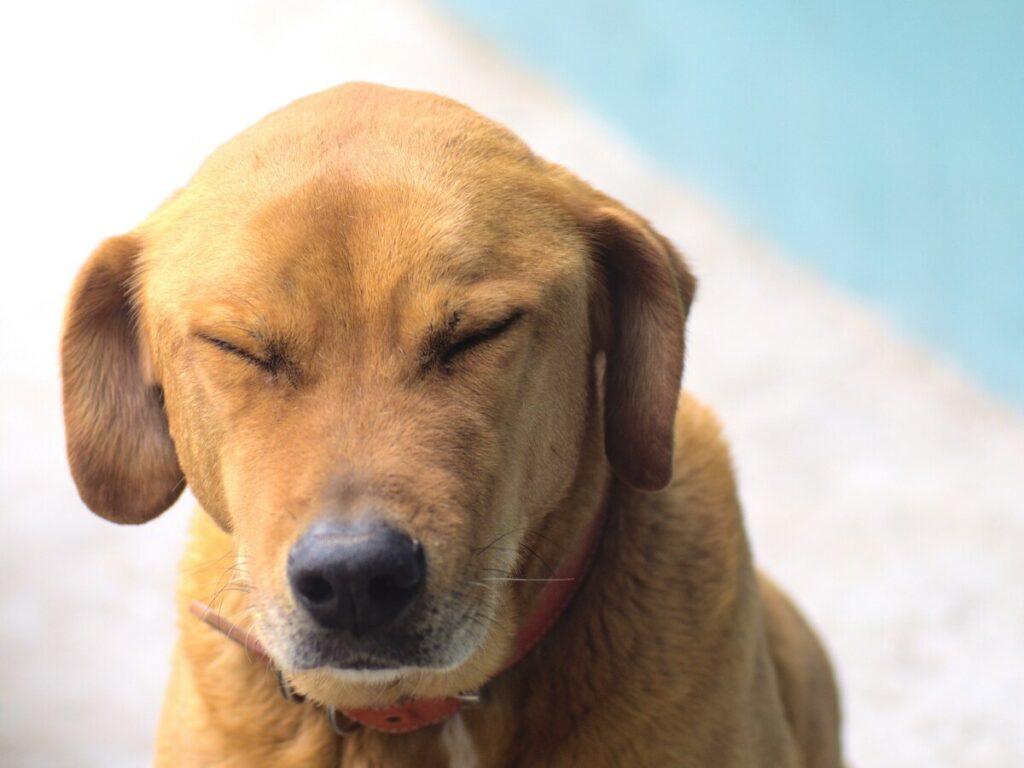 close-up of dog nose possibly sneezing blood