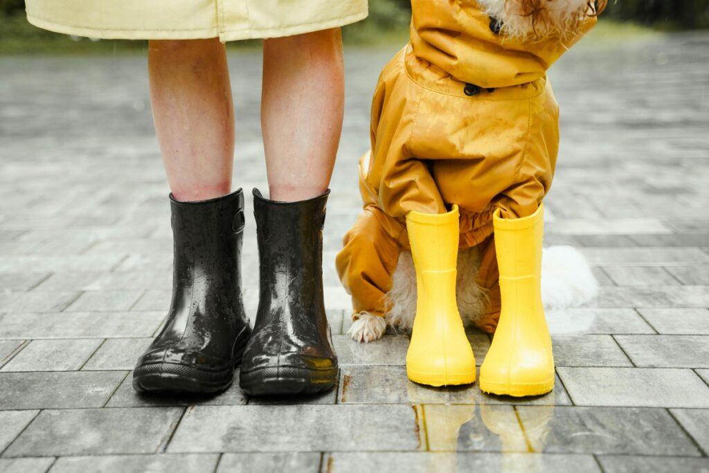 how to train a dog to wear boots - closeup of dog and owner wearing rain boots on wet pavement