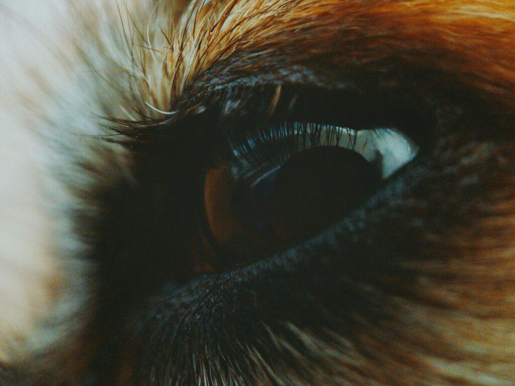 Close-up of a cloudy dog eye – dog’s eye cloudy but not blind