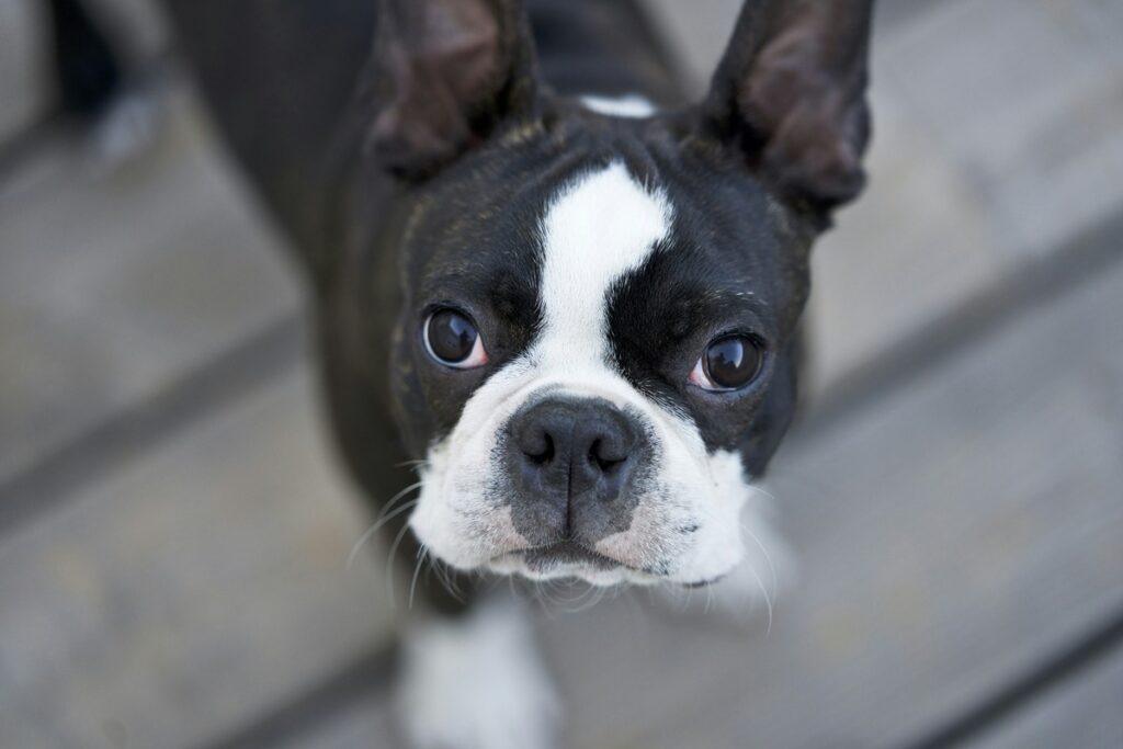 dog breeds prone to eye problems – boston terrier with red eyes