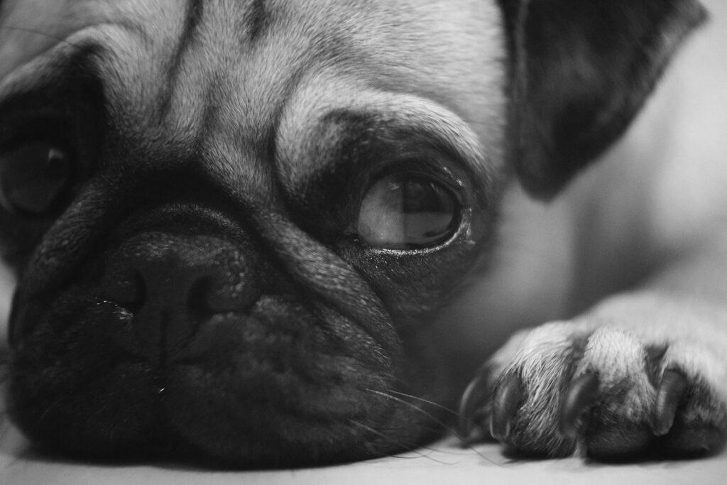 dog breeds prone to eye problems – pug with prominent eye