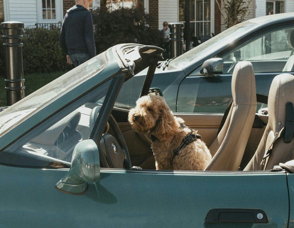 best dog seat belt harness - A curly dog sitting safely in a green convertible wearing a dog car harness