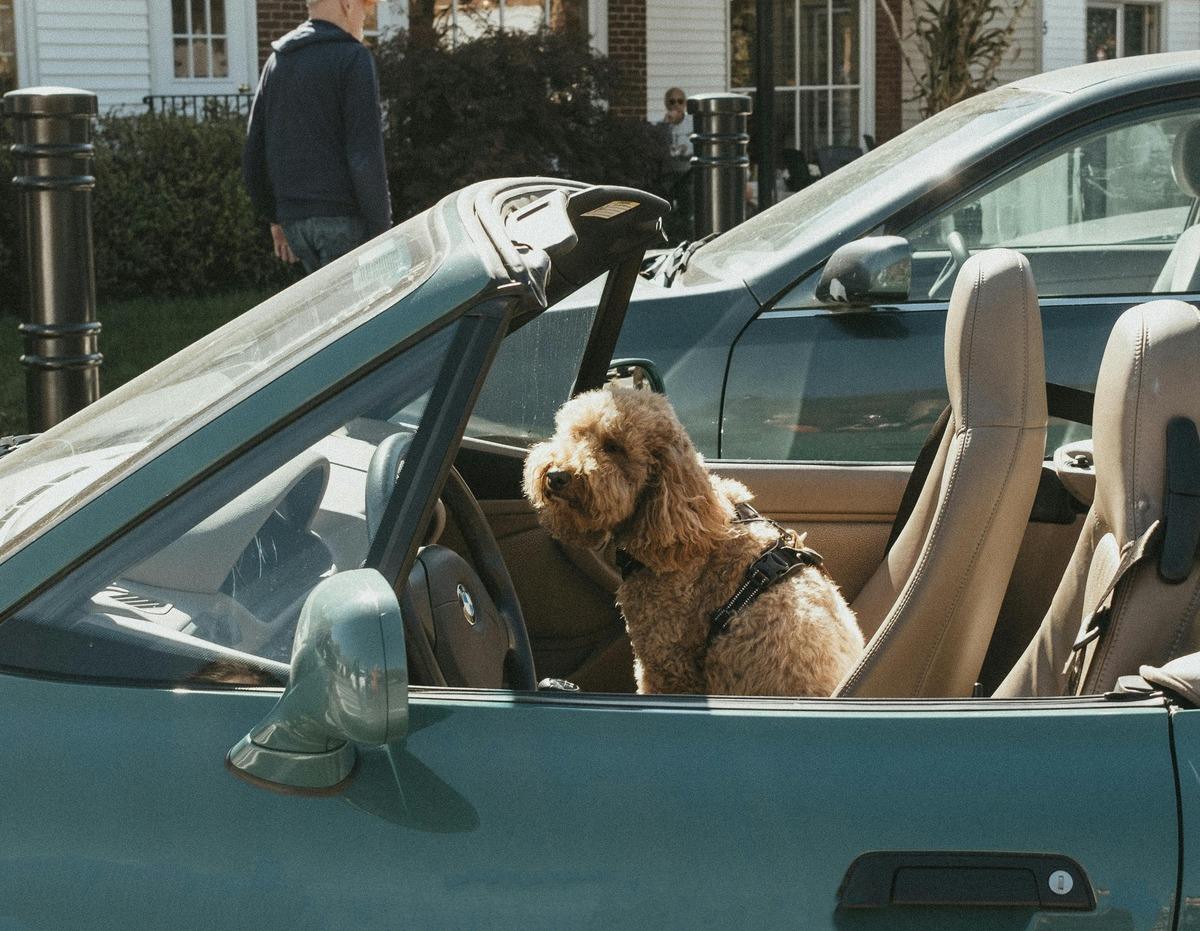 best dog seat belt harness - A curly dog sitting safely in a green convertible wearing a dog car harness