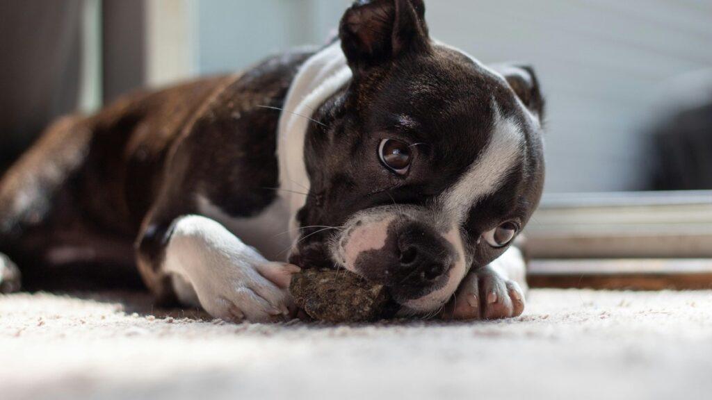 how to stop dog from chewing walls – dog chewing indoors