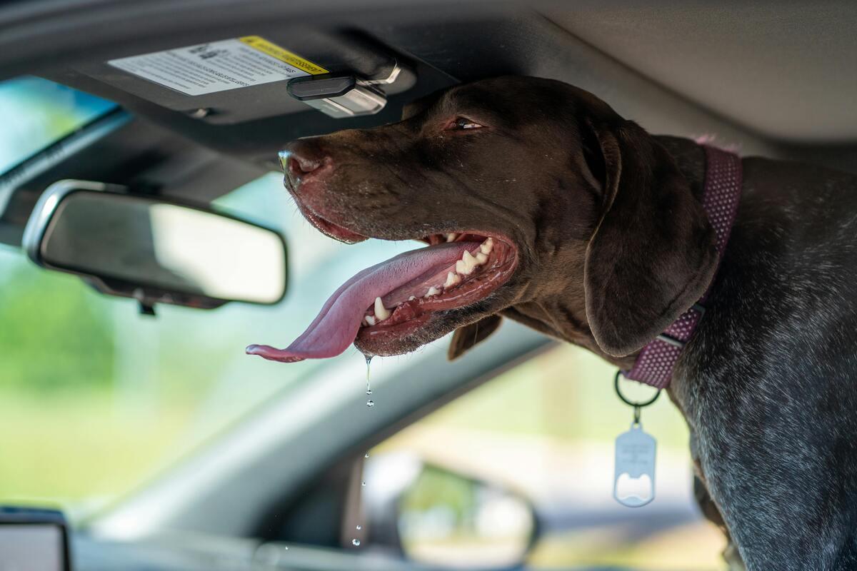 Dog drooling excessively and acting strange inside a car