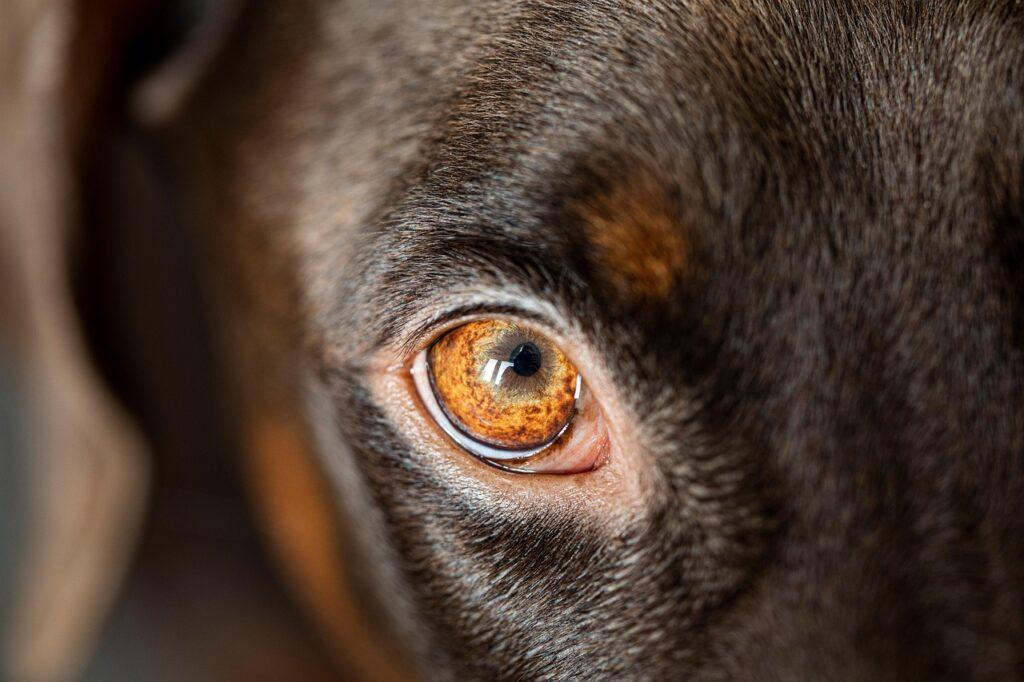 Closeup of a dog's eye highlighting potential causes of eye discharge