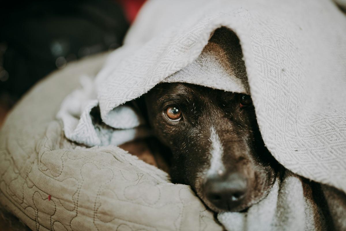 Dog with fever symptoms hiding under blanket